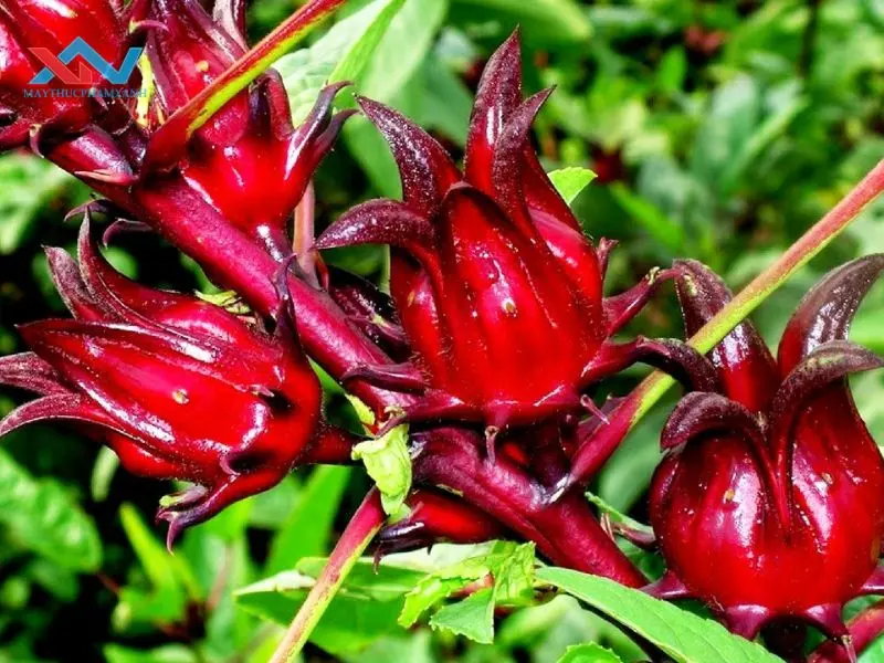 cách làm mứt atiso đỏ cách làm mứt atiso đỏ