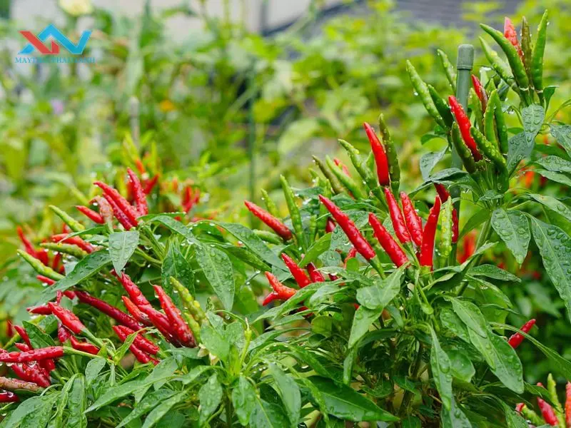 cách làm nước sốt bò bánh tráng trộn cách làm nước sốt bò bánh tráng trộn