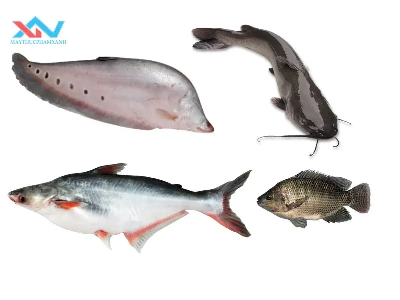 cách chọn cá làm chả cách chọn cá làm chả