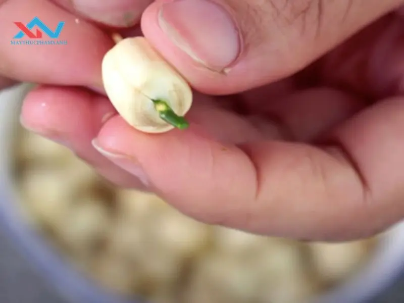 cách sên nhân hạt sen bánh trung thu
