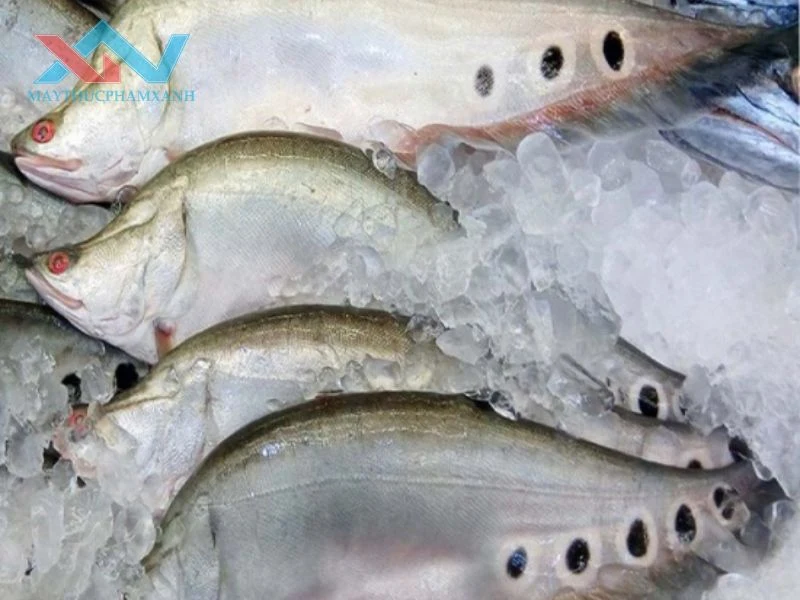 quết chả cá bằng máy trộn bột