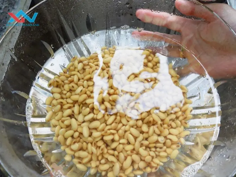 Tầm quan trọng của quy trình chuẩn bị đậu nành