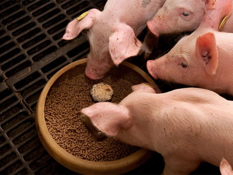 máy trộn cám heo